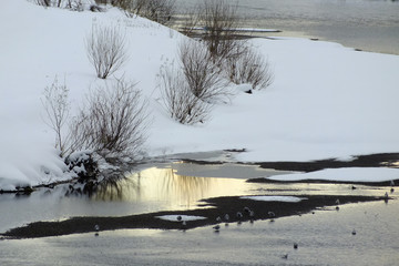 冬　川面　水鳥