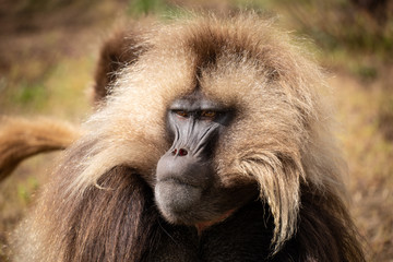 Gelada Monkeys, Simien Mountains,  Ethiopia