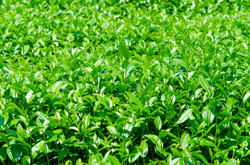 Green tea leaf close up foliage background