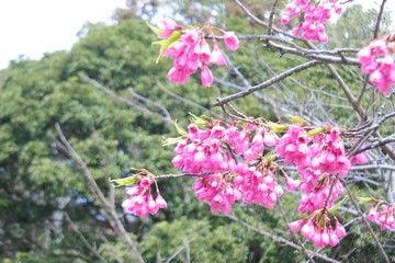 plum flowers in Japan