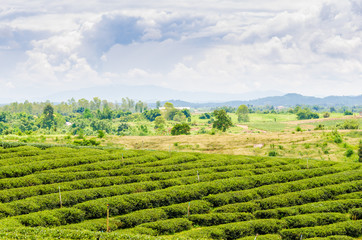 Tea plantation field on hill of mountain