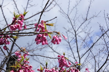 plum flowers in Japan