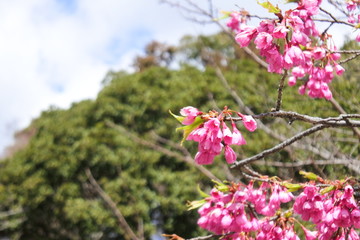 plum flowers in Japan