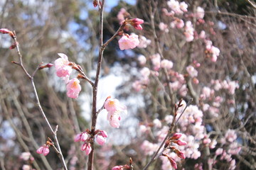 plum flowers in Japan