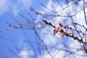plum flowers in Japan