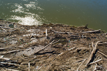 Spring flood, old trees in the water
