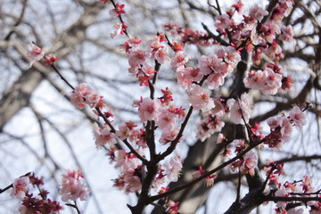 plum flowers in Japan