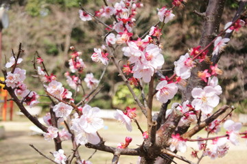 plum flowers in Japan
