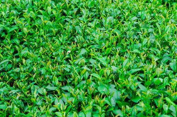Green tea leaf close up foliage background