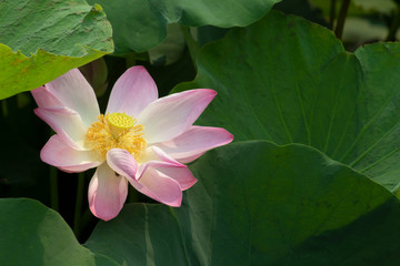 pink lotus in pond