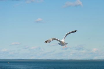 Sea gull soars in the sky above the sea