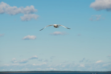 Sea gull soars in the sky above the sea