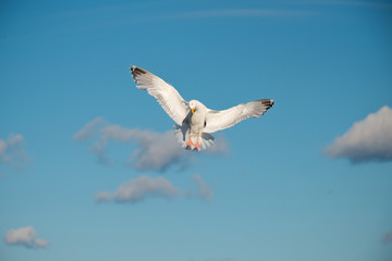 Sea gull soars in the sky above the sea
