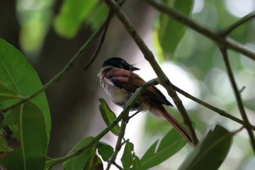 seychelles paradise flycatcher