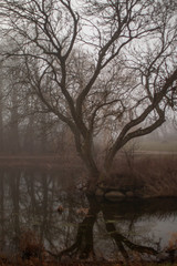 foggy winter morning in the park