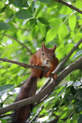 Naklejka na ściany i meble red squirrel on a tree branch