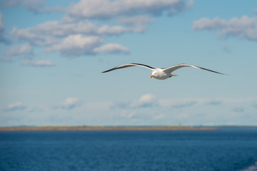 Fototapeta na wymiar Sea gull soars in the sky above the sea