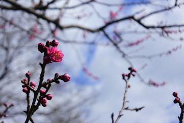 plum flower in Japan