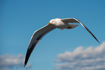 Sea gull soars in the sky above the sea