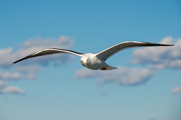 Sea gull soars in the sky above the sea