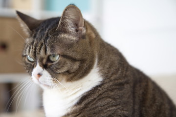 different cats at home