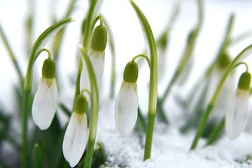 Fototapeta premium First spring flowers snowdrop blossoming in snow. 