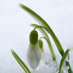 First spring flowers snowdrop blossoming in snow. 