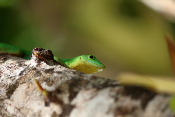 seychelles