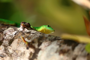 seychelles