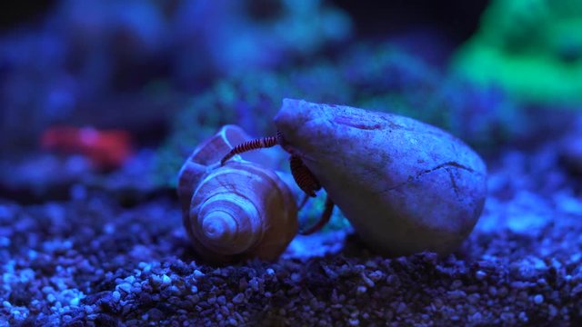 hermit crab inspecting a shell before changing 
