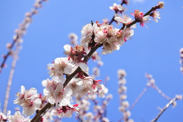 plum flower in Japan