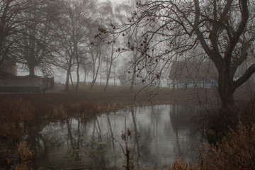 trees in the fog and rain