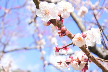 plum flower in Japan