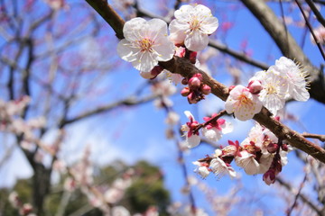 plum flower in Japan