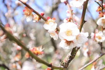plum flower in Japan