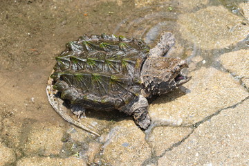 Alligator snapping turtle near the pool