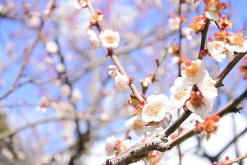 plum flower in Japan
