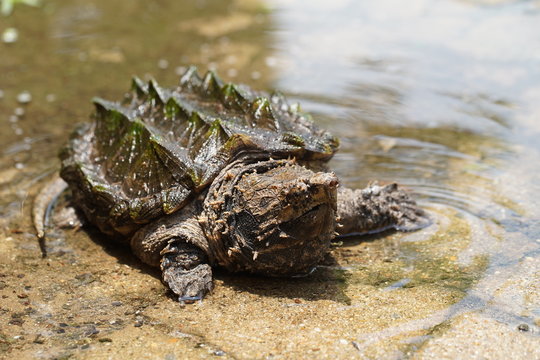 Alligator snapping turtle near the pool