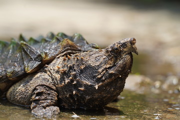Alligator snapping turtle near the pool
