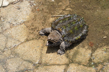 Alligator snapping turtle near the pool