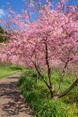 満開の河津桜