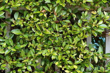 Green leaves background