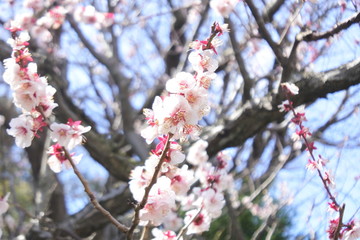 cherry blossoms in Japan