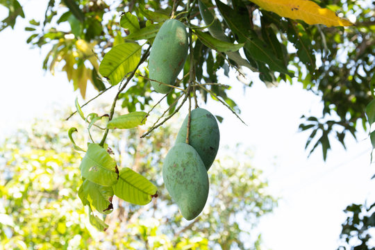 Bunch of mangoes on the tree size is appetizing.
