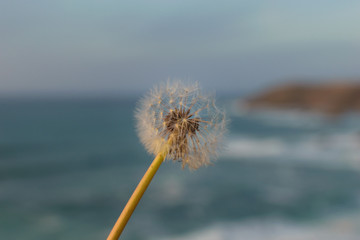 Dandelion on a blurred beach background at sunset. Mindfulness concept.