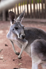 portrait of a Red Kangaroo