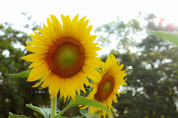 beautiful sunflower blooming in garden with warm light of sunshine in springtime morning day