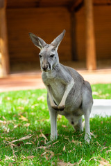 Red Kangaroo Waiting
