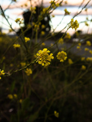 yellow flowers