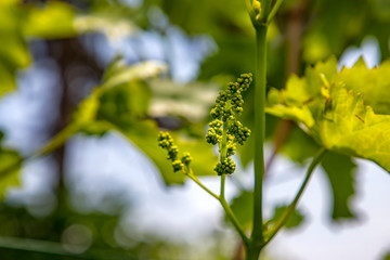 Young inflorescence of grapes on the vine close-up. Grapevine with young leaves and buds blooming on a grapevine in the vineyard.